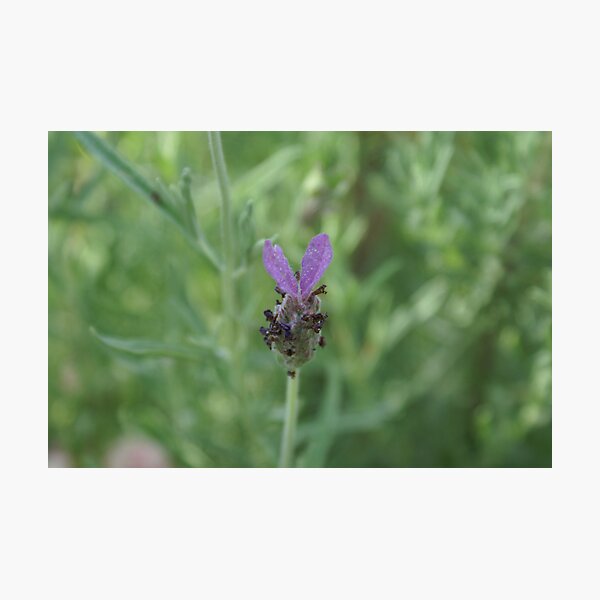 Item preview, lavender officinalis designed and sold by aurora29.