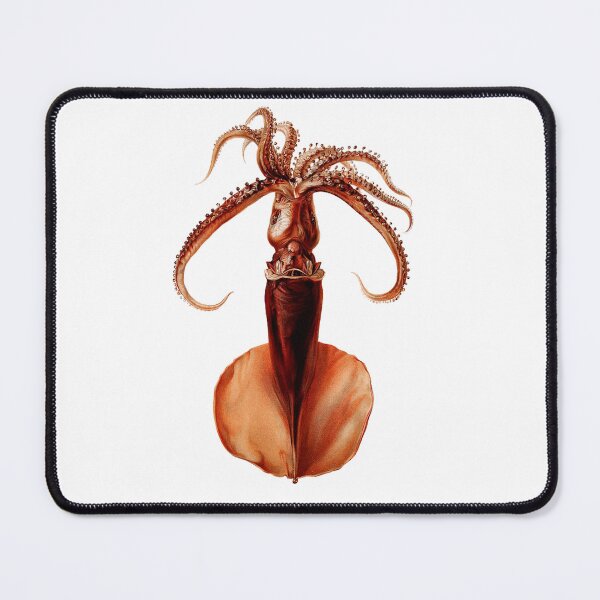Item preview, Squid by  by Albert I, Prince of Monaco (1848–1922) - Vintage Art designed and sold by RickE.