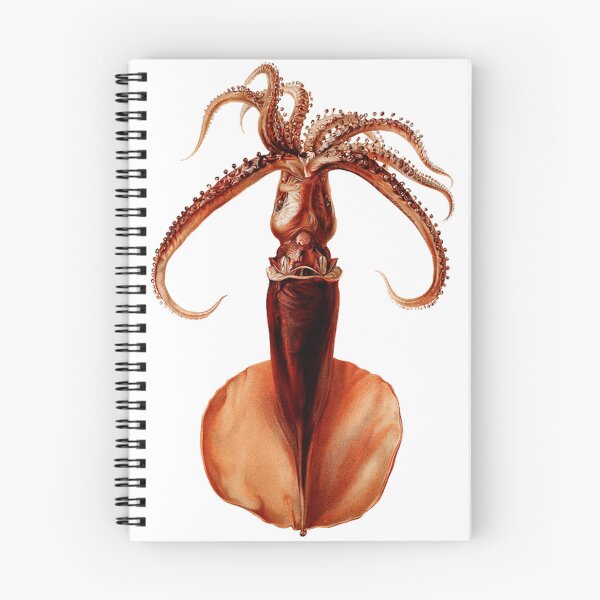 Item preview, Squid by  by Albert I, Prince of Monaco (1848–1922) - Vintage Art designed and sold by RickE.
