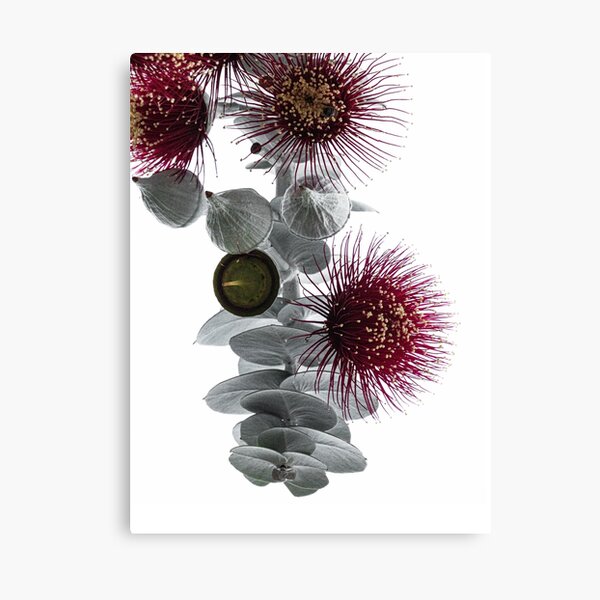 Item preview, Airy high key photo of Eucalyptus rhodantha, red flower with grey foliage, Rose mallee, light background, portrait format. Variation 1 designed and sold by Kerstin Lembke.