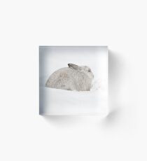 Bloque acrílico Liebre blanca