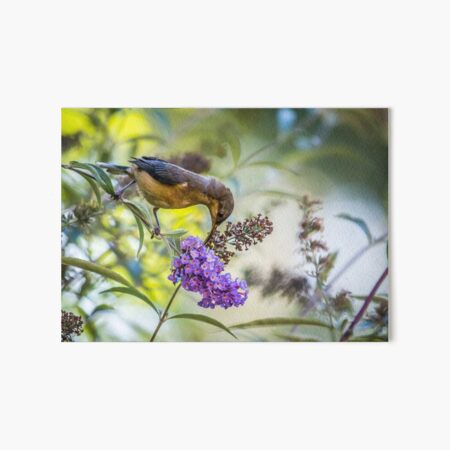 Eastern Spinebill with Buddleja Art Board Print