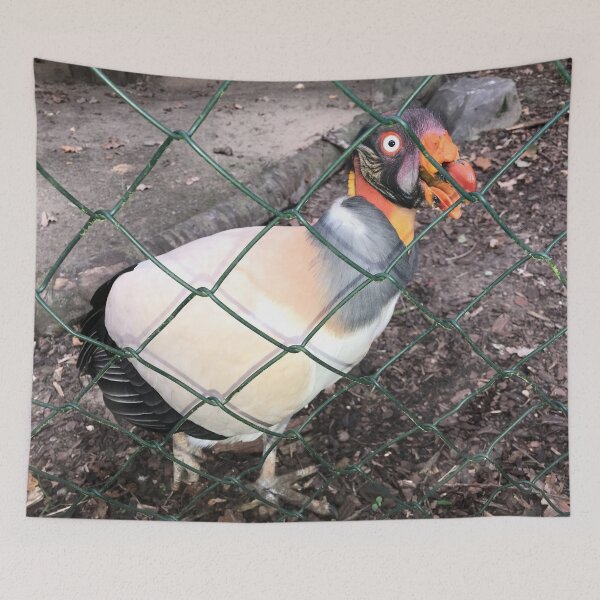 Aperçu de l'œuvre Fou roi vautour oiseau derrière les barreaux de clôture à mailles losangées | poulet plumé fou dans l'élevage d'un seul animal créée et vendue par sopfanna.
