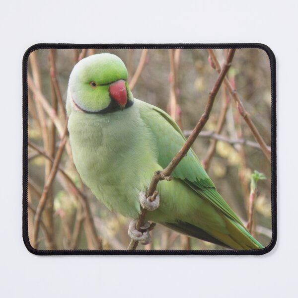 Item preview, Pretty Green Parakeet Perching Photograph designed and sold by naturegallery.
