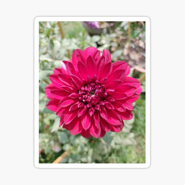 Best Flower Designs 2022 Nice Colours Designs Sticker