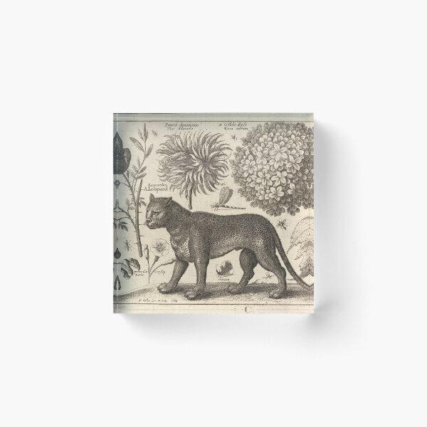 Item preview, Wenceslaus Hollar - Leopard designed and sold by billythekidtees.