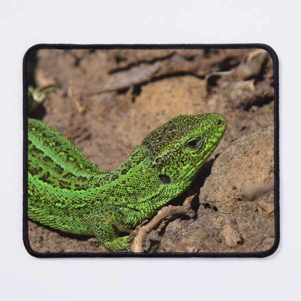 Item preview, Green lizard on rocks designed and sold by Midnight-Hour.