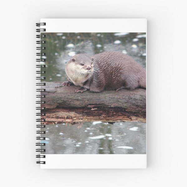 Aperçu de l'œuvre Loutre sur un journal créée et vendue par MrIanP.