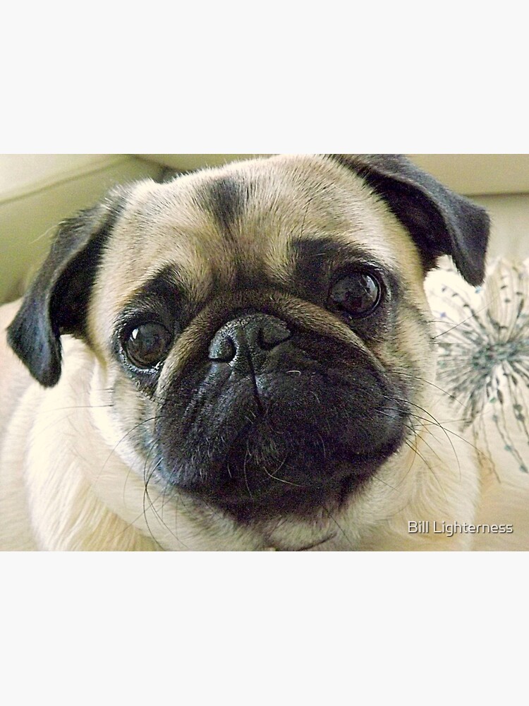 Pepe the Pug