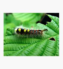 Spike Photographic Print