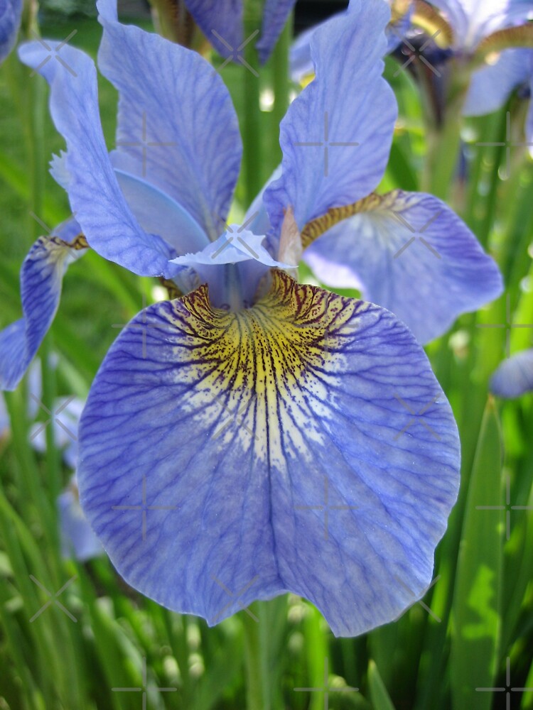 Iris by debfaraday