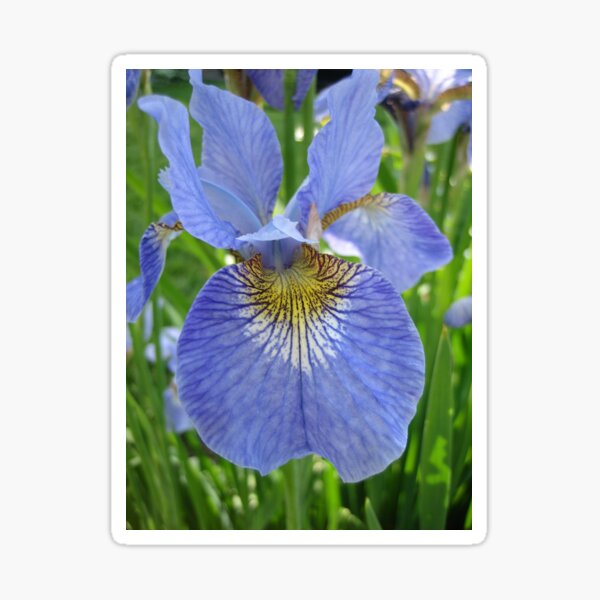 Iris Sticker