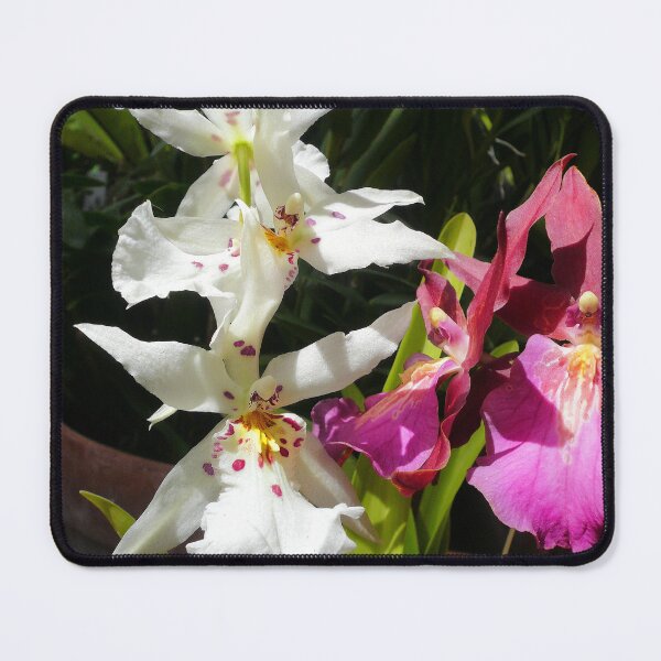 Item preview, Orchids designed and sold by Jane Girardot.