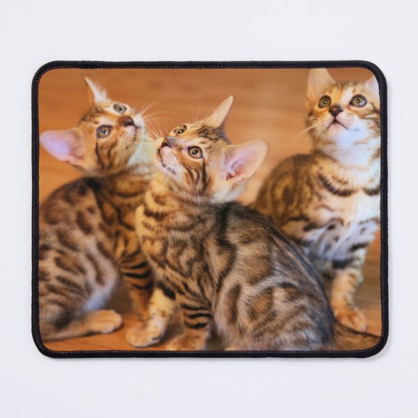 Item preview, Bengal Kittens Posing designed and sold by Jane Girardot.