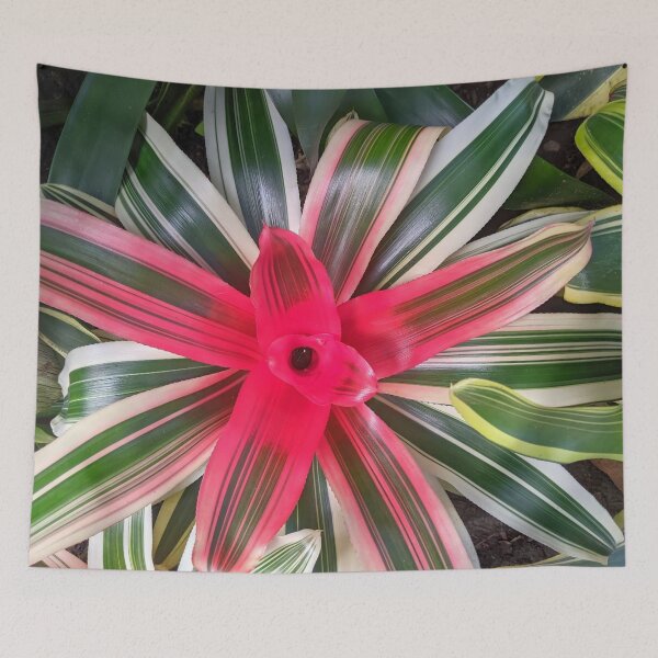 Artikelvorschau, Neoregelia Bromelie 'Madame Van Durme' entworfen und verkauft von Shapes-Mania.