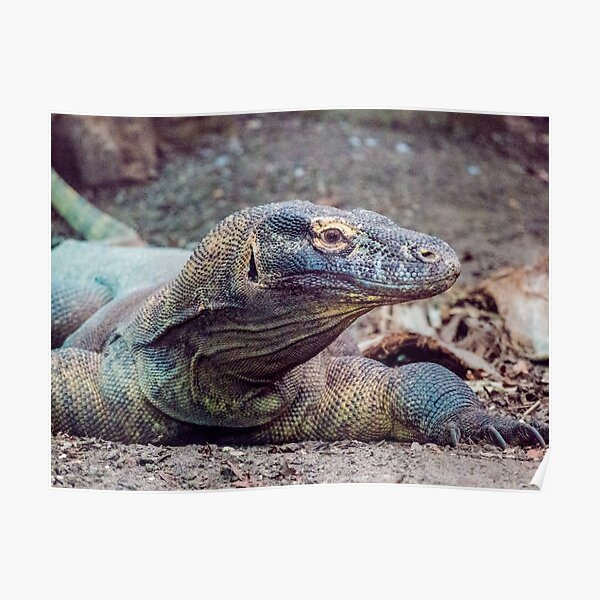 Komodo Dragon Posters Redbubble