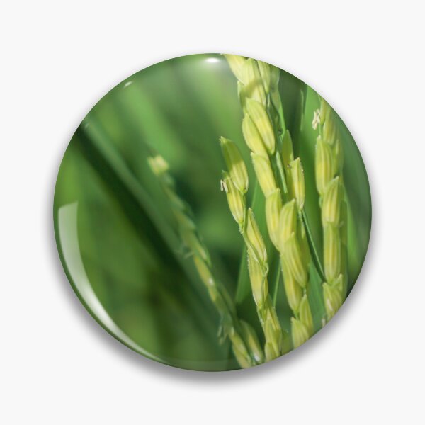 Item preview, rice plant designed and sold by Waraphot.