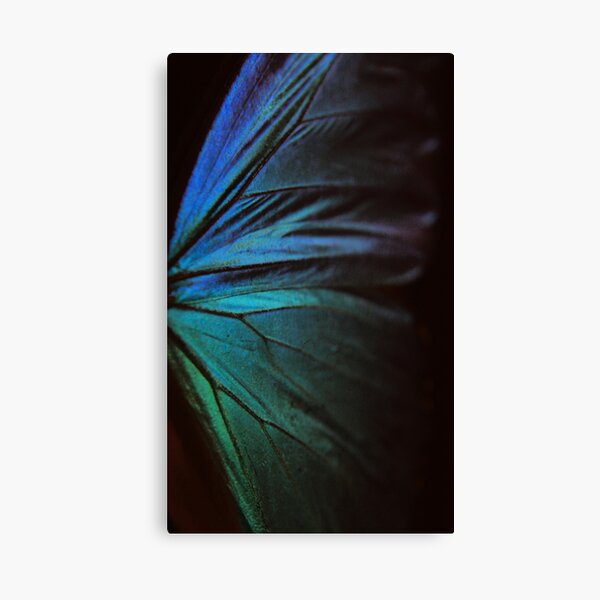 Morpho 1 Canvas Print