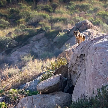 Artwork thumbnail, Coyote Rocks by PsychoAlien.com