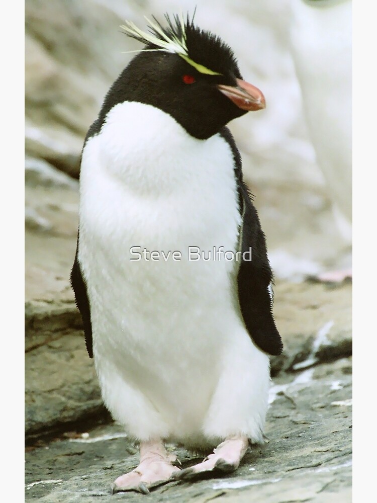 Thumbnail 2 of 2, Greeting Card, Rockhopper Penguin designed and sold by SteveBulford.
