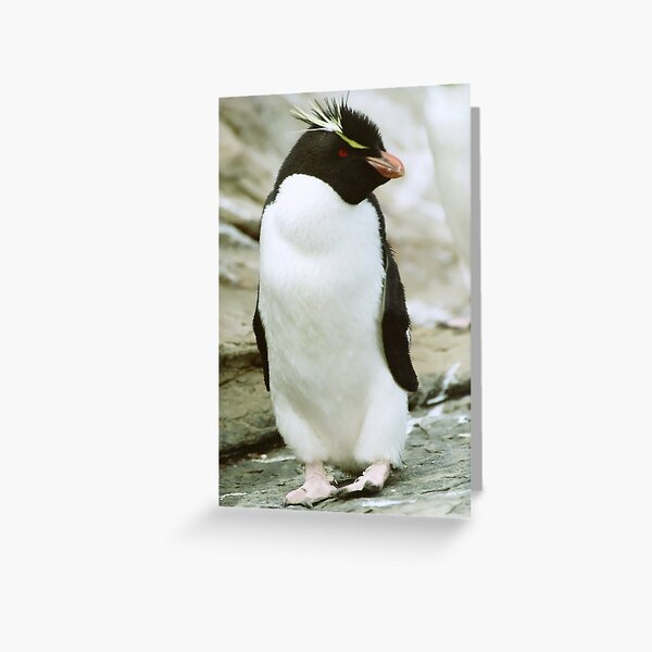 Item preview, Rockhopper Penguin designed and sold by Steve Bulford.