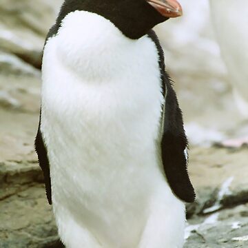 Artwork thumbnail, Rockhopper Penguin by Steve Bulford