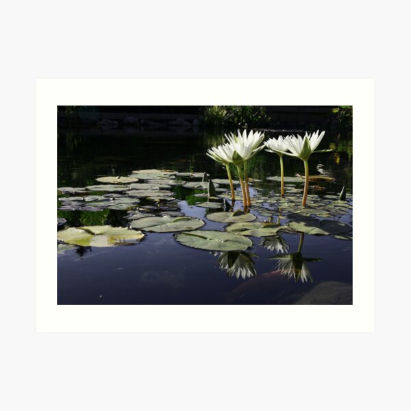 Lilypond Art Print