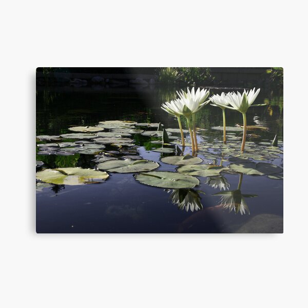 Lilypond Metal Print