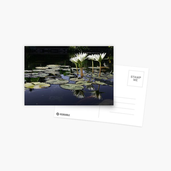 Lilypond Postcard