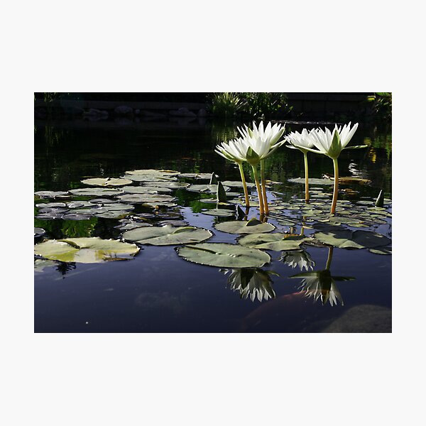 Lilypond Photographic Print