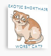 Exotic Shorthair- worst cat? Canvas Print