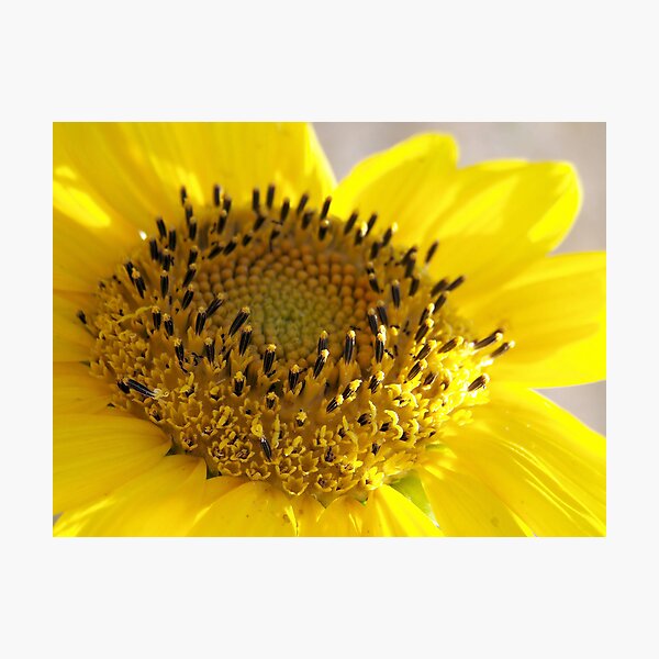 Item preview, Macro Sunflower designed and sold by xPressiveImages.