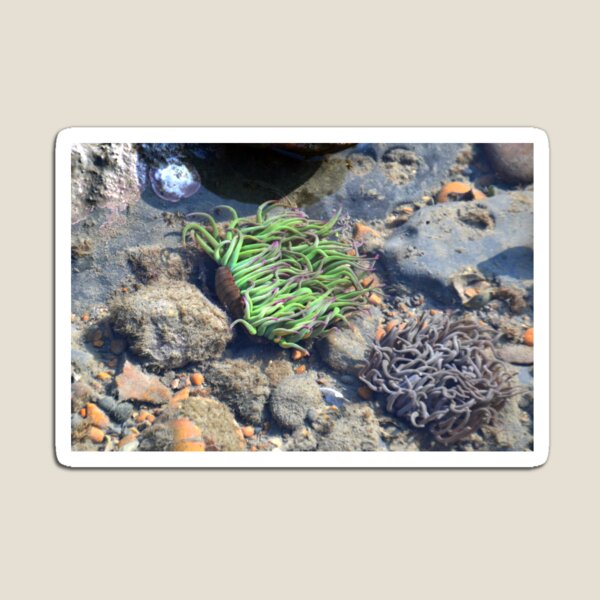 Item preview, Sea Anemone--Lyme Dorset UK designed and sold by lynn carter.