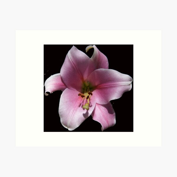 Item preview, Pink Lilly by Avril Thomas designed and sold by MagpieSprings.
