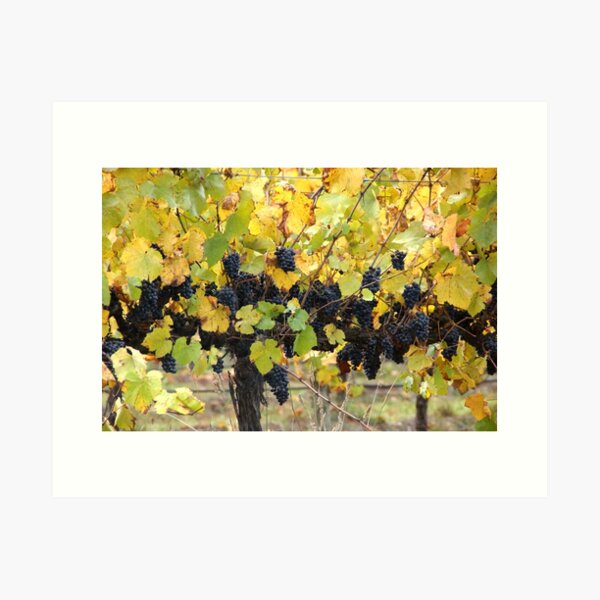 Item preview, Fruity - Magpie Springs - Adelaide Hills - Fleurieu Peninsula by South Australian artist Avril Thomas designed and sold by MagpieSprings.