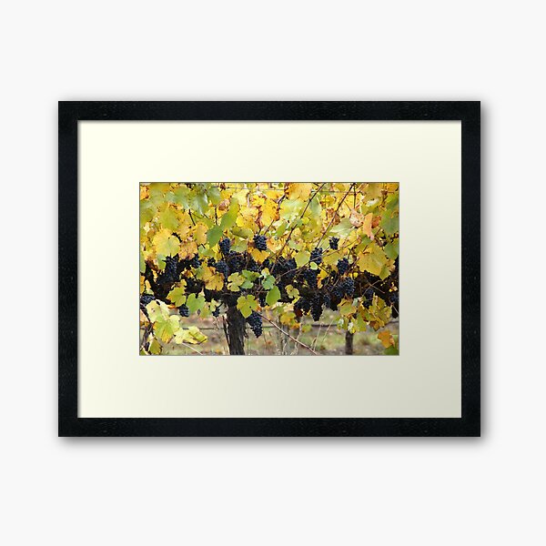 Fruity - Magpie Springs - Adelaide Hills Wine Region - Fleurieu Peninsula by South Australian artist Avril Thomas Framed Art Print