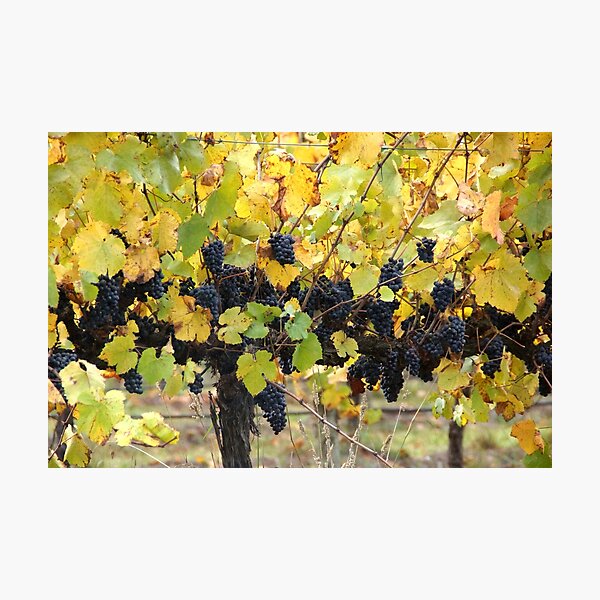 Item preview, Fruity - Magpie Springs - Adelaide Hills - Fleurieu Peninsula by South Australian artist Avril Thomas designed and sold by MagpieSprings.
