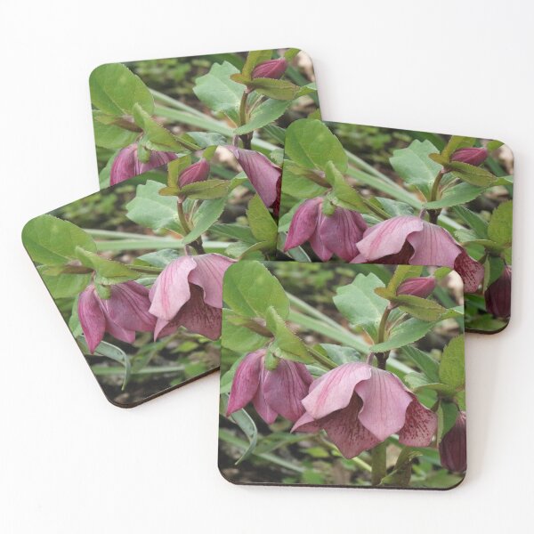 Item preview, Pink Hellebore Flowers designed and sold by Honey Myrtle Studio.