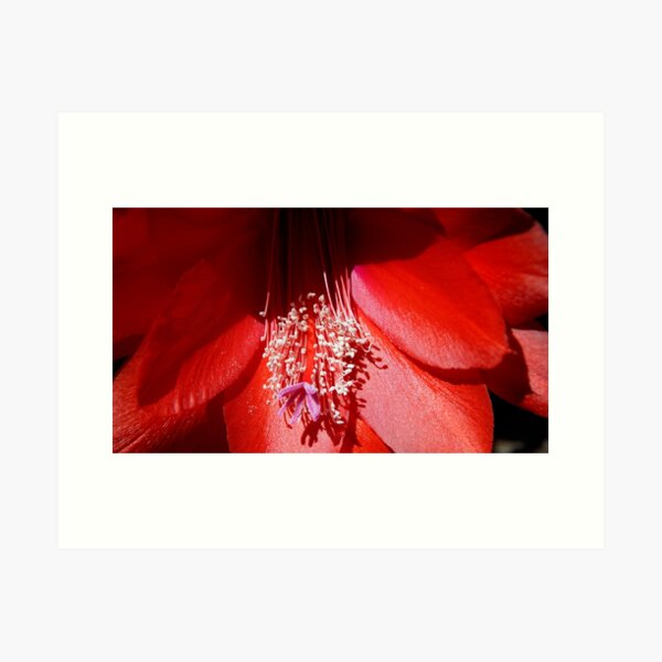 Cacti - Magpie Springs - Adelaide Hills Wine Region - Fleurieu Peninsula - South Australia Art Print