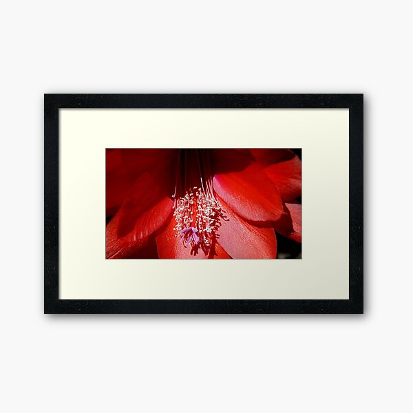 Cacti - Magpie Springs - Adelaide Hills Wine Region - Fleurieu Peninsula - South Australia Framed Art Print