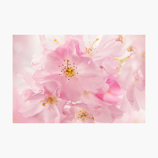 Item preview, "Pretty In Pink" designed and sold by fionasmith.