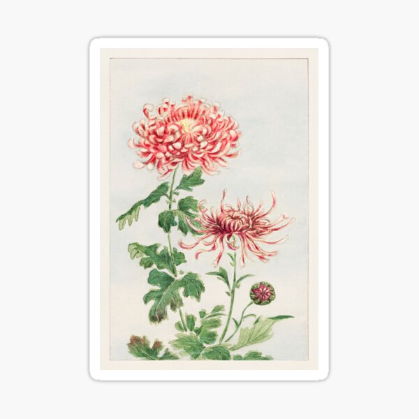 "Traditional Japanese Chrysanthemum Antique Flower Illustration