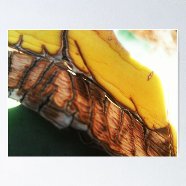 Item preview.
