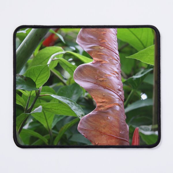 Item preview, The Unveiling designed and sold by coffeebean.