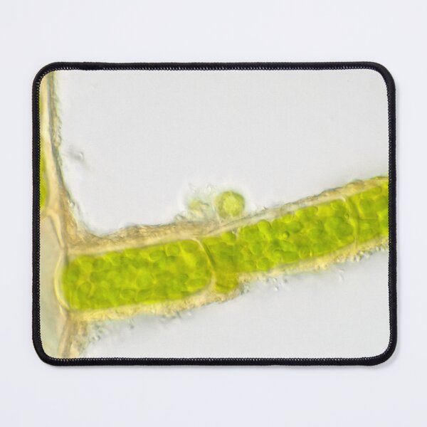 Item preview, Plant cells under the microscope, showing chlorophyll content designed and sold by SDym Photography.