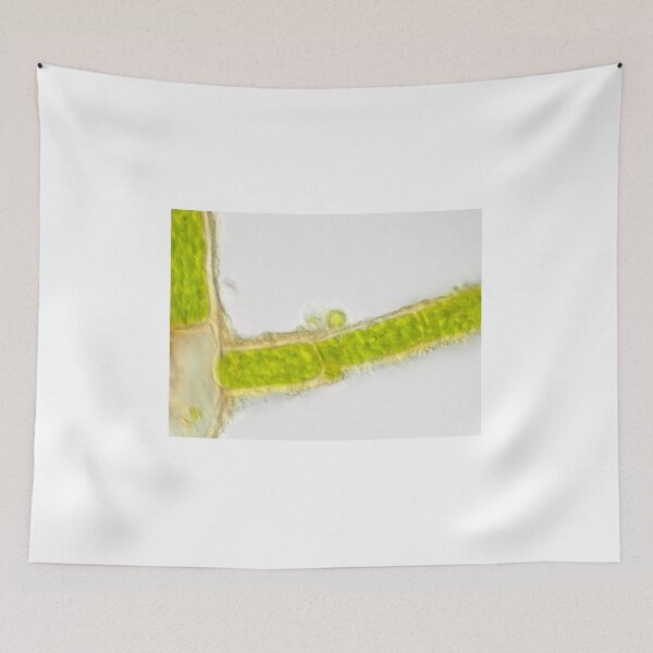 Item preview, Plant cells under the microscope, showing chlorophyll content designed and sold by SDym Photography.