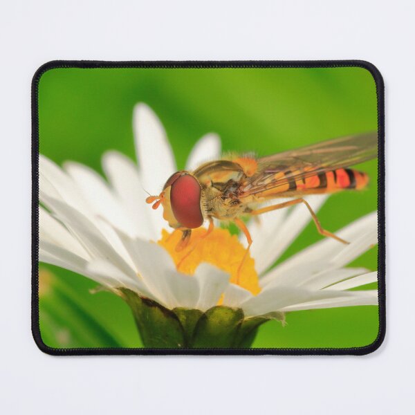 Item preview, Hoverfly on daisy designed and sold by chanonry.