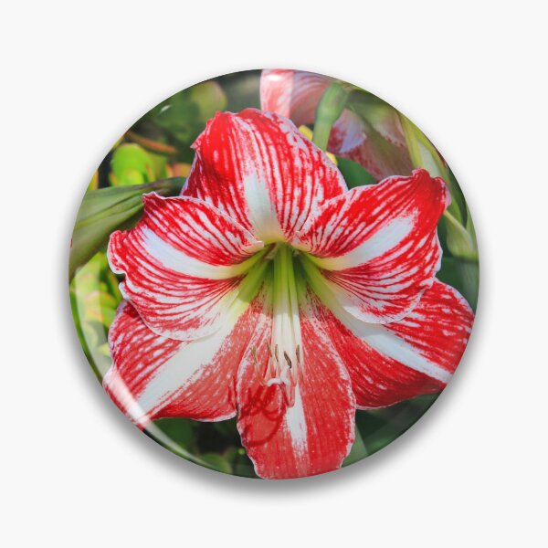 Item preview, Red & white liliums designed and sold by FranWest.