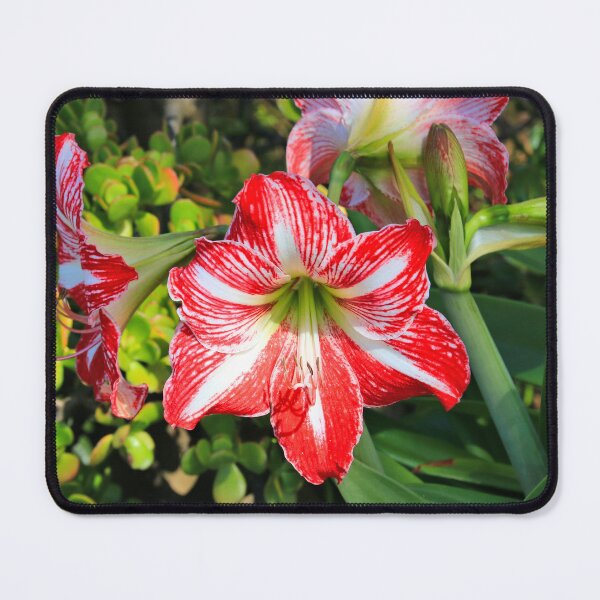Item preview, Red & white liliums designed and sold by FranWest.