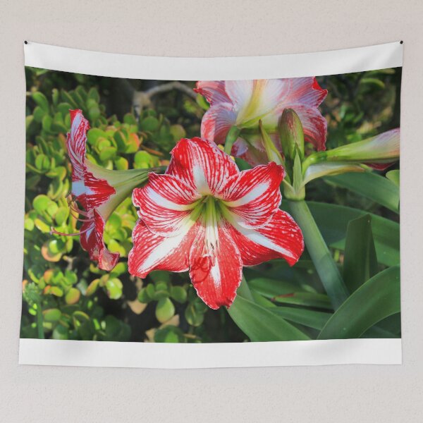Item preview, Red & white liliums designed and sold by FranWest.